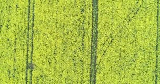 黄色油菜地的空中景观 栽培油菜籽种植园 — 图库视频影像