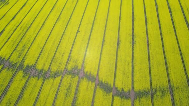 黄色油菜地的空中景观 栽培油菜籽种植园 — 图库视频影像