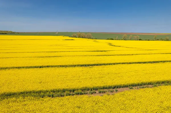 Aerial view of yellow canola field. Cultivated rapeseed canola plantation field