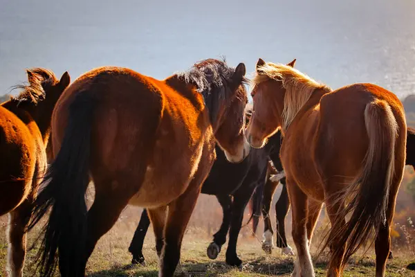 Herd Wild Horses Field — Stock Photo, Image