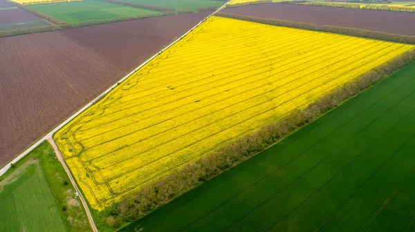 Letecký Pohled Pole Různými Typy Zemědělství Krásná Žlutá Řepková Pole — Stock fotografie