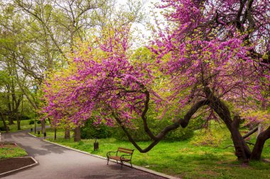 Leylak ağacının altındaki parkta yalnız bir bank. Bahar konsepti.