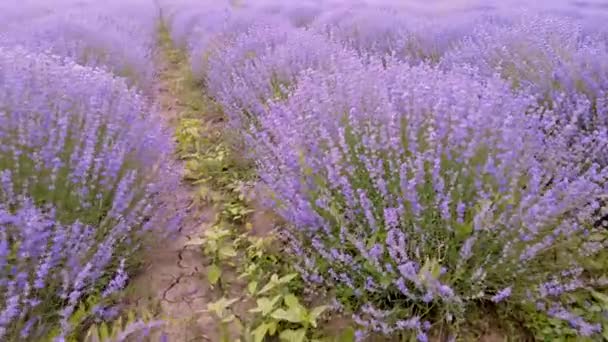 Закрыть Лавандовые Кусты Цветы Лаванды — стоковое видео