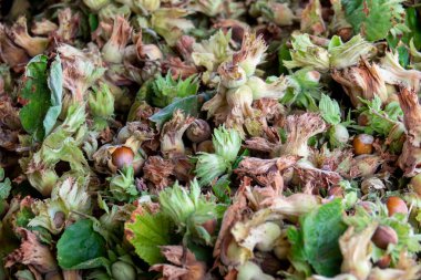 Hasattan sonra bir sürü çiğ fındık. Organik fındık tarlasında fındık. Fındık kurutmak.