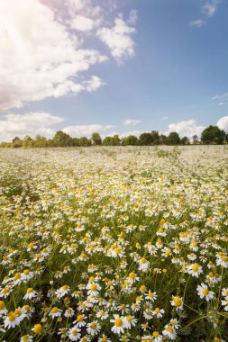 Papatya (papatya) tarlası ve yaz günü mavi bulutlu gökyüzü.