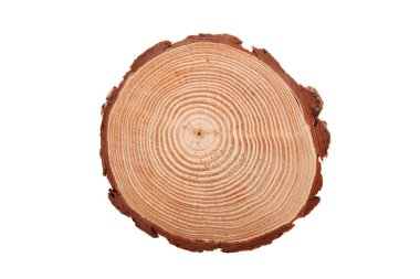 Ağaç kütüğü, üzerinde beyaz izole kesiti