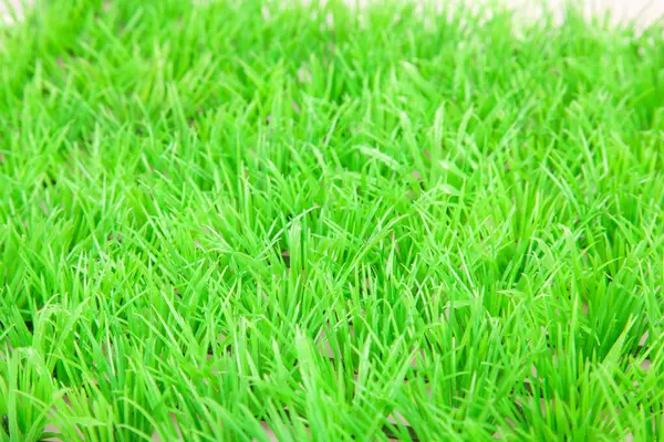 Primavera Césped Hierba Verde Fresca —  Fotos de Stock