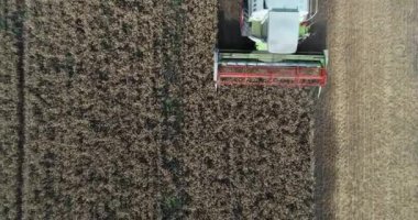 Hasat makinesini birleştirin, tarlada buğday hasat edin. Hava aracı görünümü