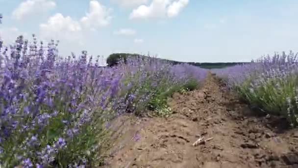 Gün Batımında Lavanta Tarlasında Yürümek Kamera Güzel Açan Lavanta Çiçeklerinde — Stok video
