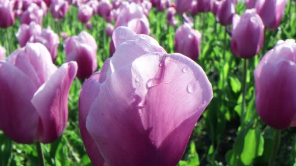 Schöne Tulpen Park Frühlingskonzept Nahaufnahme — Stockvideo