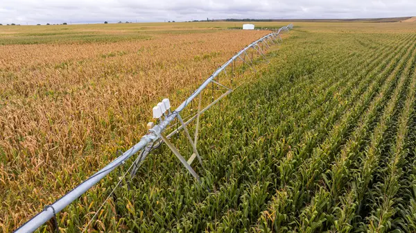 Современная Система Орошения Кукурузном Поле Разбрызгиватель Сельскохозяйственные Технологии Стоковое Изображение