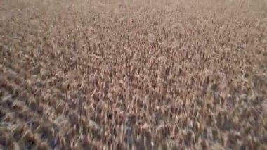 Alçak açılı yakın uçuş mısır tarlasında hasat için hazır..