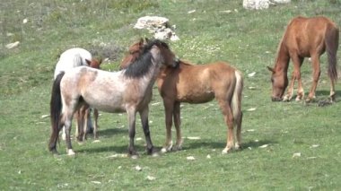 Yeşil tarladaki vahşi at sürüsü yavaş hareket ediyor.
