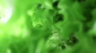 Taze yeşil lüle yakın çekim. Yeşil salata salatasının içi sağlıklı yaşam tarzı için.