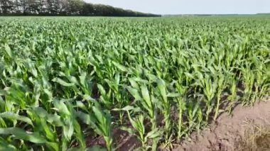 Yeşil mısır dosyalandı. Genç mısır