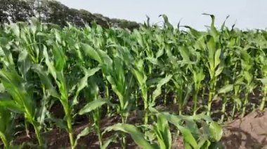 Yeşil mısır dosyalandı. Genç mısır