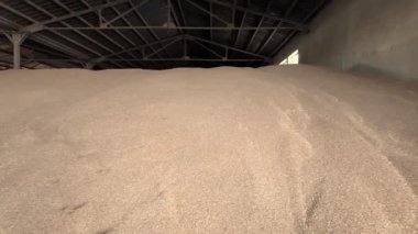 Large warehouse for grain storage. Pile of heaps of wheat grains at mill storage