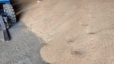 Large warehouse for grain storage. Pile of heaps of wheat grains at mill storage