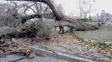 Güçlü bir kış fırtınasından sonra devrilen ağaç