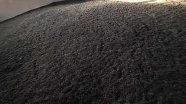 Tarım deposunda ayçiçeği tohumu yığını. Büyük depo.