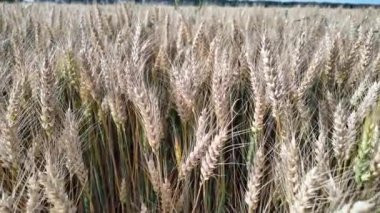 Buğday tarlası. Buğday kulakları yakında. Altın kulaklar