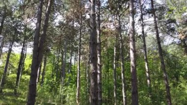 Güzel çam ağacı ormanı. Çam ağaçlı manzara