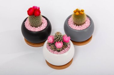 Çiçekli kaktüslü küçük dekoratif kaplar. Lezzetli bitkiler, seramik yuvarlak tencereli ev bitkileri. Kaktüs sever.