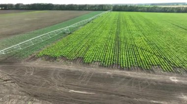 Soya tarlasında modern pivot sulama sistemi. Fıskiye sistemi, tarım teknolojisi.. 