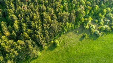 Parkın, ormanın ve çayırın havadan görünüşü. Yaz mevsiminde güzel manzara
