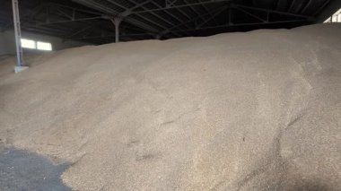 Large warehouse for grain storage. Pile of heaps of wheat grains at mill storage