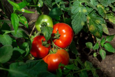 Bahçede bir sürü organik domates var. Biyolojik ürün