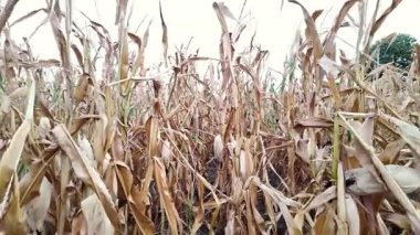 Mısır tarlasında yürüyorum. POV mısır tarlasında yürürken vuruldu. Mısır hasat etmeye hazır.