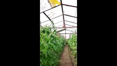 Serada, bahçede organik domatesler. Biyolojik ürün. Dikey video