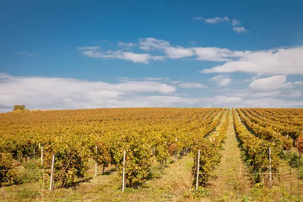 Parlak mavi bir gökyüzünün altına uzanan asma sıralarının olduğu manzaralı üzüm bağları. Kırsal alanda sonbahar renkleri, şarap üretimi ve tarım temaları için ideal