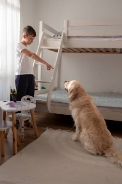 Genç bir çocuk Golden Retriever 'ını rahat bir yatak odasında eğitiyor. Köpek emirlere uyarak dikkatle oturur. Yürek ısıtan bir evcil hayvan eğitimi ve arkadaşlık anı..