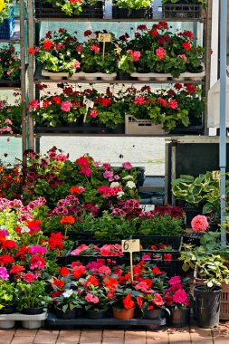 Açık Market 'teki Renkli Çiçek Dükkanı. Bloom 'da canlı sardunyalar ve begonyalar, Bahçıvanlık için mükemmel, Çiçek Tasarımı ve Bahar Temaları