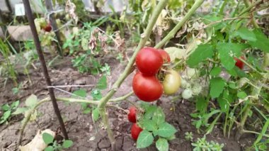 Vine in Home Garden 'da Olgun ve Olgunlaşmamış Domateslerin Yakın Çekimi. Organik tarım, Taze Üretim, Sağlıklı Yeme, Yaz Hasadı, Sürdürülebilir Tarım, Doğal Gıda Konsepti