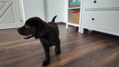 Çikolata Labrador köpeği modern bir oturma odasında mutlu mesut yürüyor. Evdeki sevimli kahverengi labrador yavrusu, evcil hayvan mülkiyetini, arkadaşlığı ve yeni bir aile üyesinin neşesini temsil ediyor..