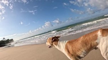 Neşeli ve neşeli bir köpek kumlu sahilde dalgalar ve açık mavi gökyüzüyle koşmaktan zevk alır.