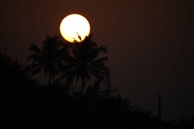 Çarpıcı bir günbatımı. Palmiye ağaçlarının arkasında canlı renkler. Huzurlu görüntüler ve unutulmaz anlar için mükemmel.