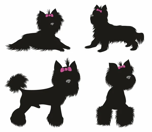 Yorkshire Terrier Isolated Vector Set Illustration Dog Collection — Stock Vector