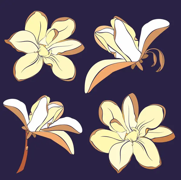 Magnolia Kwiat Kwitnącej Sztuki Ręcznie Rysowany Realistyczny Szczegółowy Wektor Ilustracji Ilustracje Stockowe bez tantiem