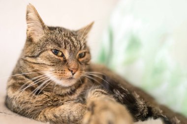 Tatmin olmuş güzel melez evcil kedi yerde dinleniyor. Moggie kedisi en iyi hayatını yaşıyor. Metnin için kopya alanı ile bulanık arkaplan. Seçici odak