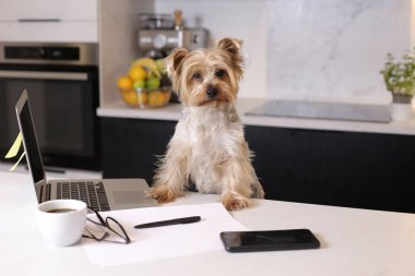 Ev konseptiyle çalışan dizüstü bilgisayarlı şirin bir köpek yavrusunun yakın plan fotoğrafı.