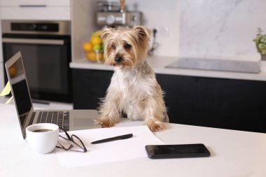 Ev konseptiyle çalışan dizüstü bilgisayarlı şirin bir köpek yavrusunun yakın plan fotoğrafı.