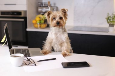 Ev konseptiyle çalışan dizüstü bilgisayarlı şirin bir köpek yavrusunun yakın plan fotoğrafı.