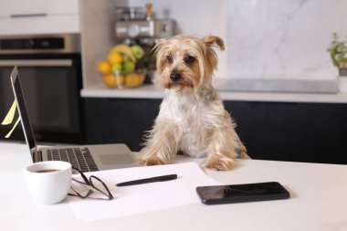Ev konseptiyle çalışan dizüstü bilgisayarlı şirin bir köpek yavrusunun yakın plan fotoğrafı.