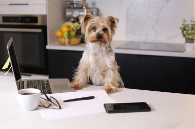 Ev konseptiyle çalışan dizüstü bilgisayarlı şirin bir köpek yavrusunun yakın plan fotoğrafı.