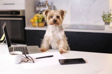 Ev konseptiyle çalışan dizüstü bilgisayarlı şirin bir köpek yavrusunun yakın plan fotoğrafı.