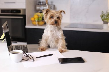 Ev konseptiyle çalışan dizüstü bilgisayarlı şirin bir köpek yavrusunun yakın plan fotoğrafı.